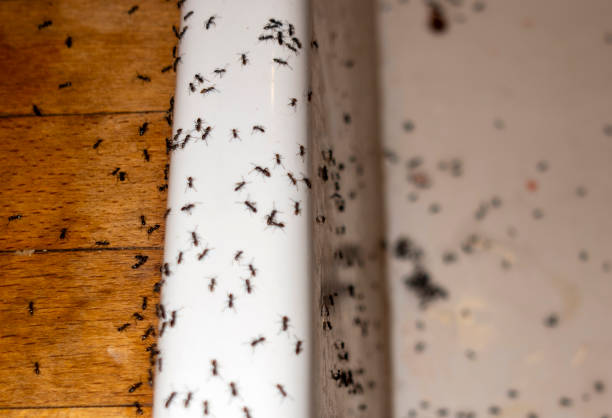  Iona, ID Pest Control Pros