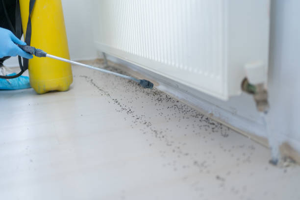 Best Flea Control Services  in Iona, ID